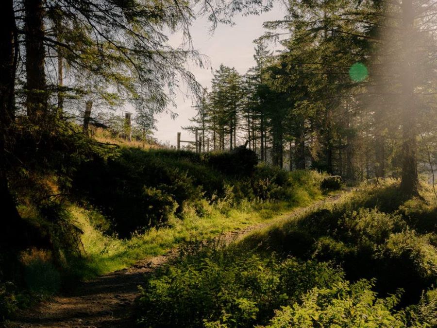 forest with a dirt road